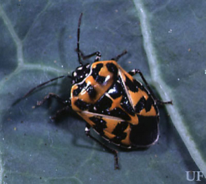 24 Bugs That Look Like Ticks Identification Guide Updated 2023