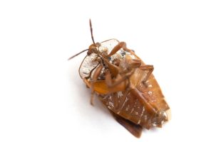 How To Find Bed Bugs During The Day Detailed Guide Beezzly