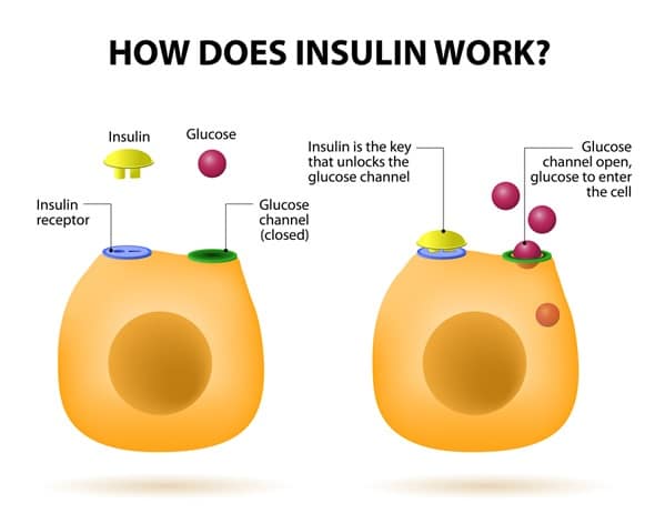 how do insulin works