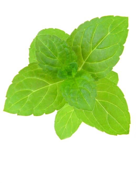 mint belly fat busting foods
