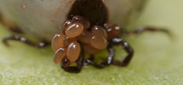 Tick Nest and What do Tick Eggs Look Like