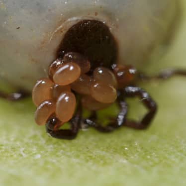 Tick Nest and What do Tick Eggs Look Like