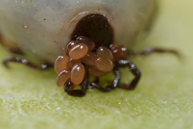 Tick Nest and What do Tick Eggs Look Like