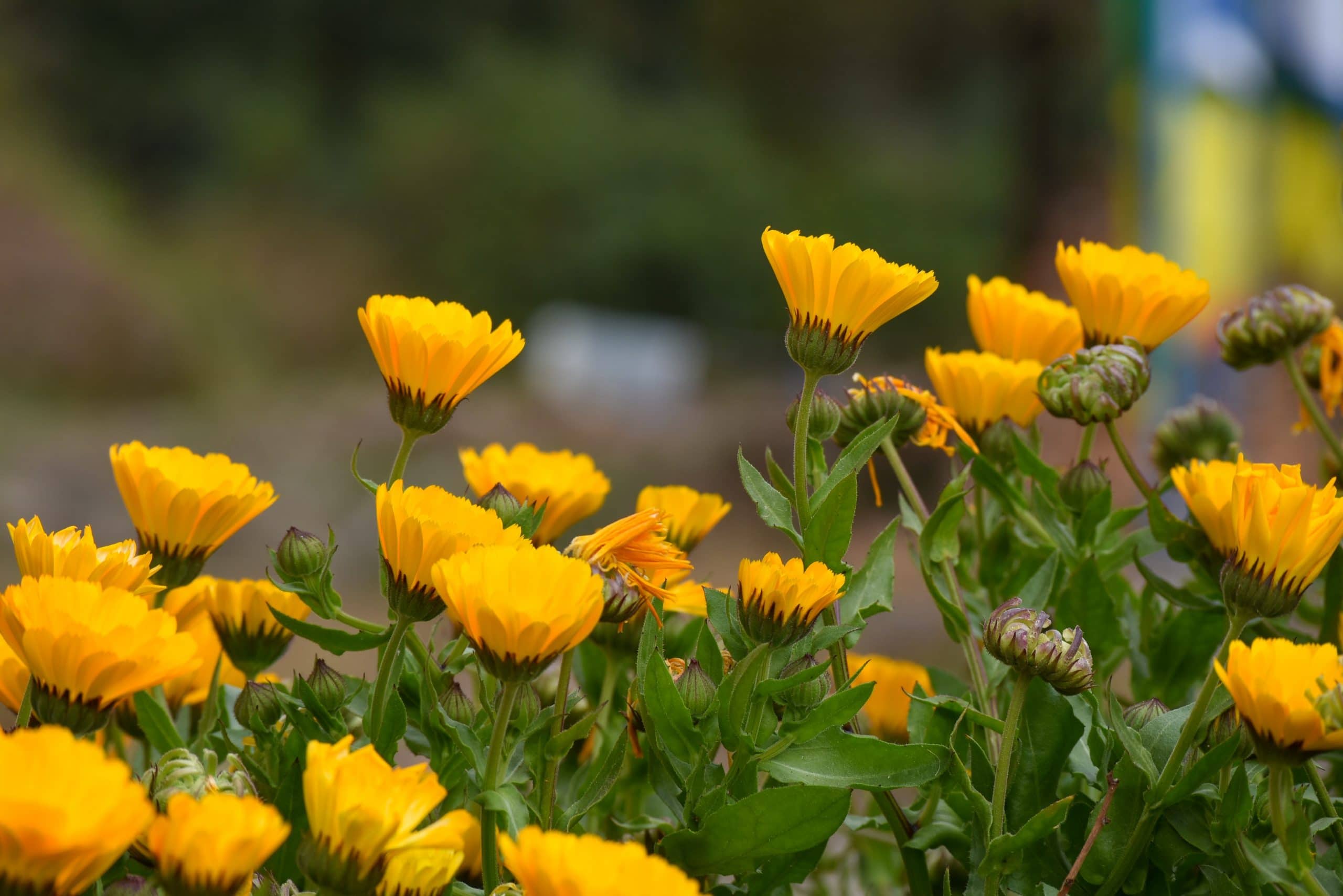 Calendula oil for cracked heels