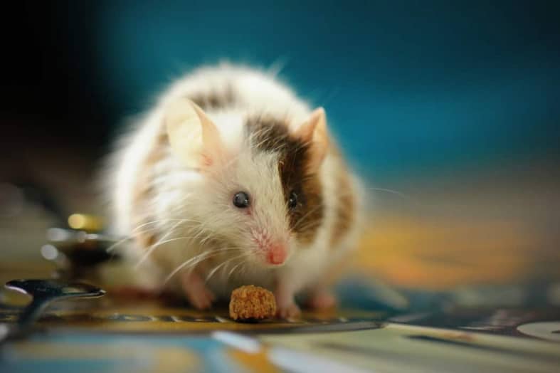can mice climb walls