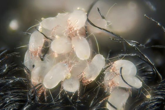 Do Ticks Nest In House