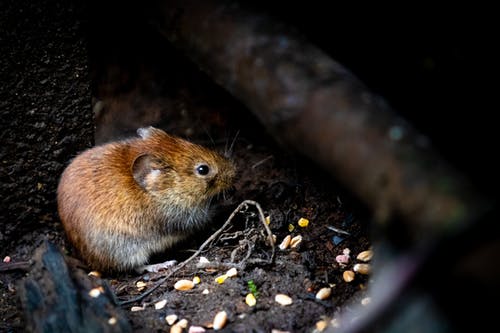 how do exterminators get rid of mice