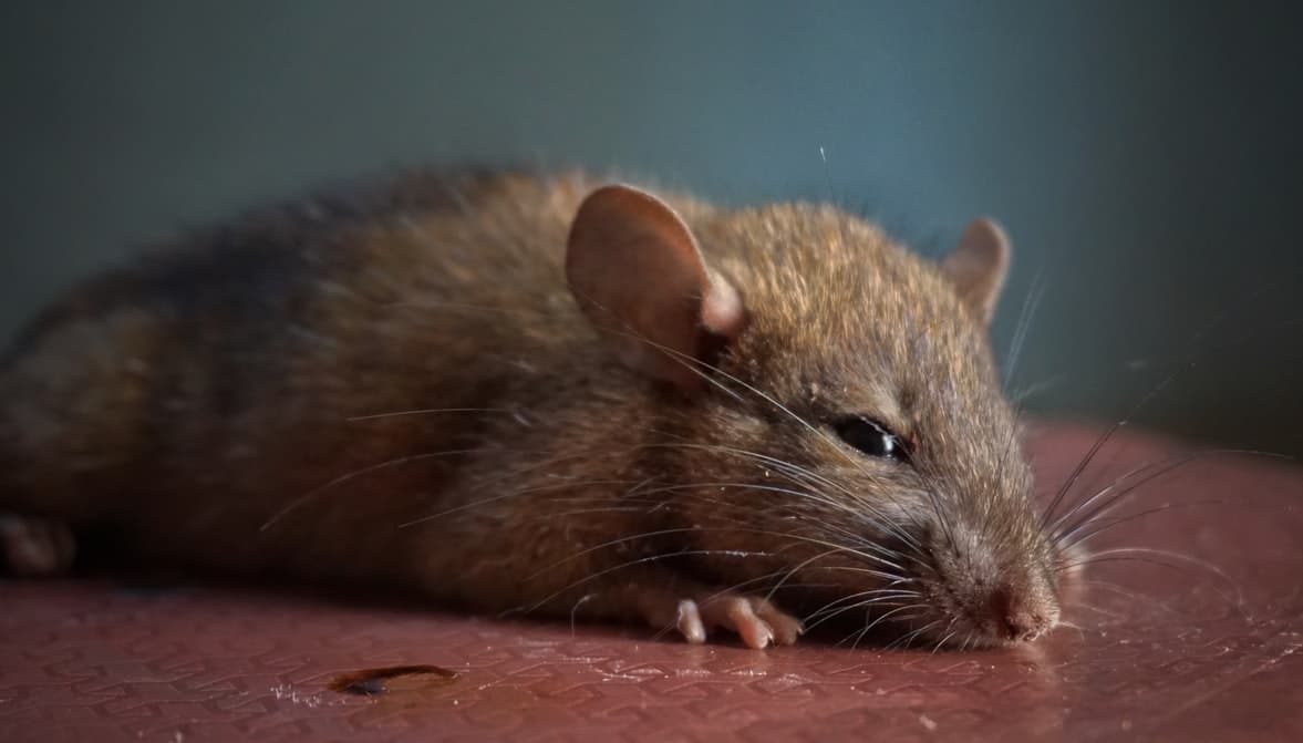 How to Get Rid of Mice In Walls