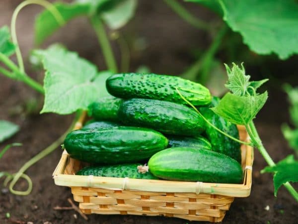 How to Store Pickling Cucumbers