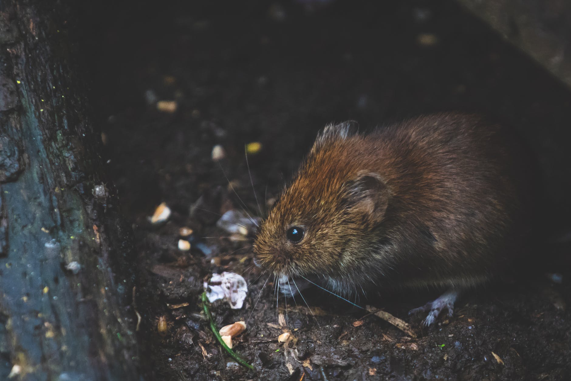 mouse nest