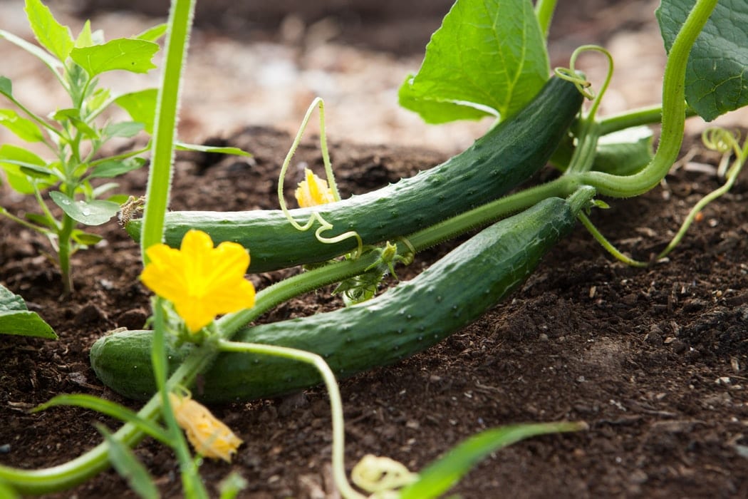 Should cucumbers be refrigerated