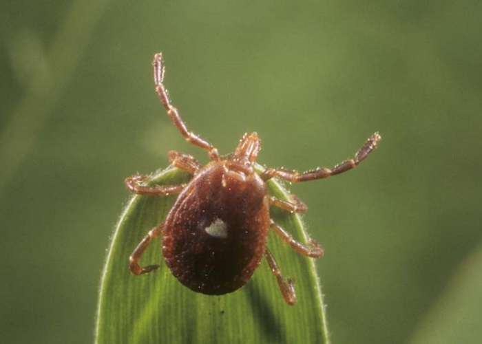 texas tick