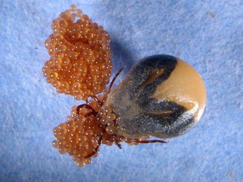 tick eggs