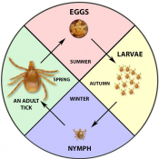 Tick Nest and What do Tick Eggs Look Like? | New Photos 2023