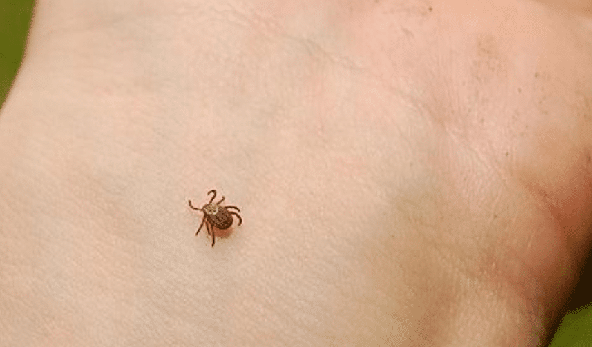 tick on the hand