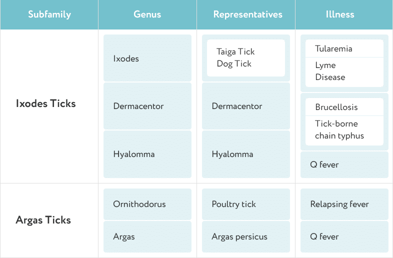 types of ticks