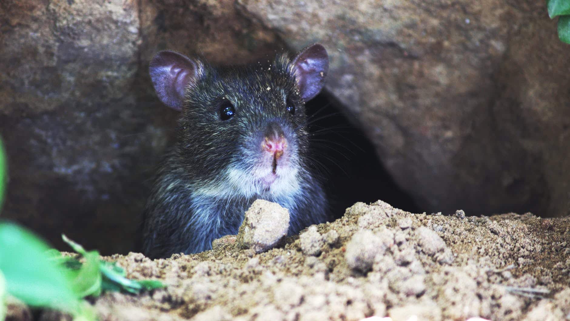 What if I hear scratching noise under floorboards