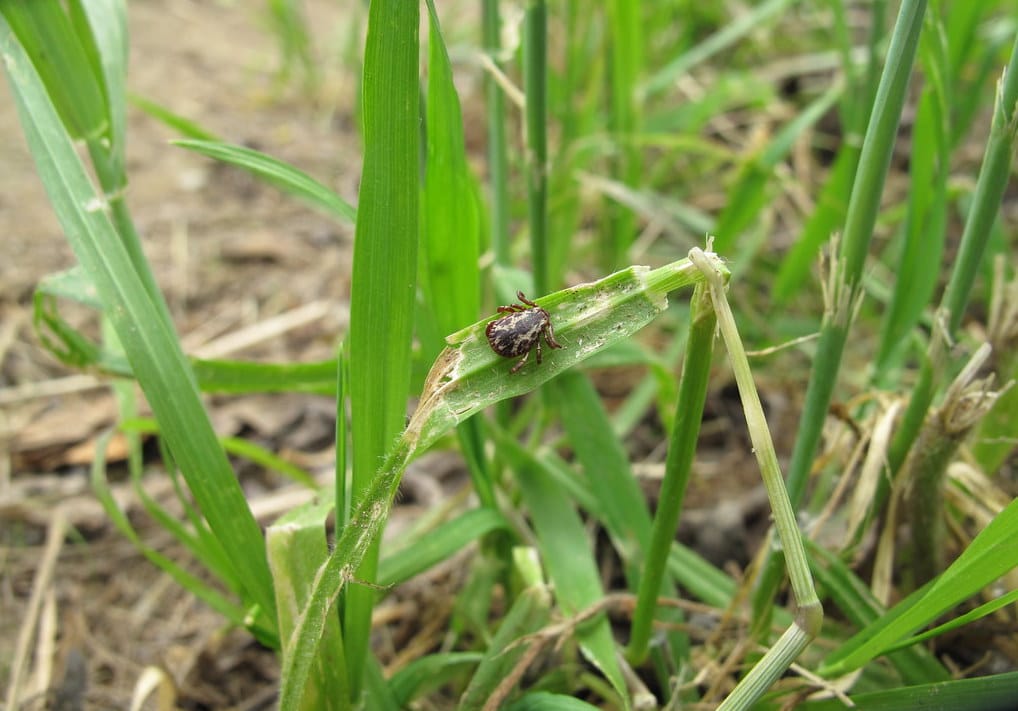 Where are tick nests found