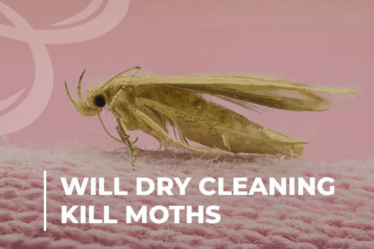 Will Dry Cleaning Kill Moths