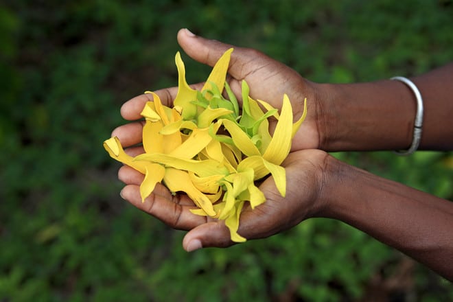 How Does Ylang-Ylang Smell