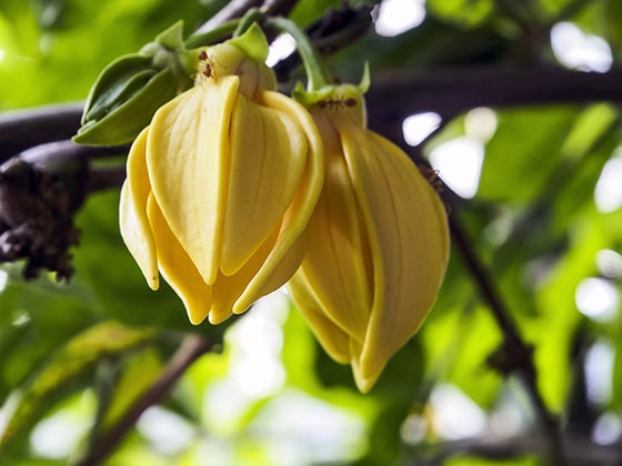 Best Ylang-Ylang Perfume