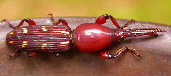 Brentid weevil