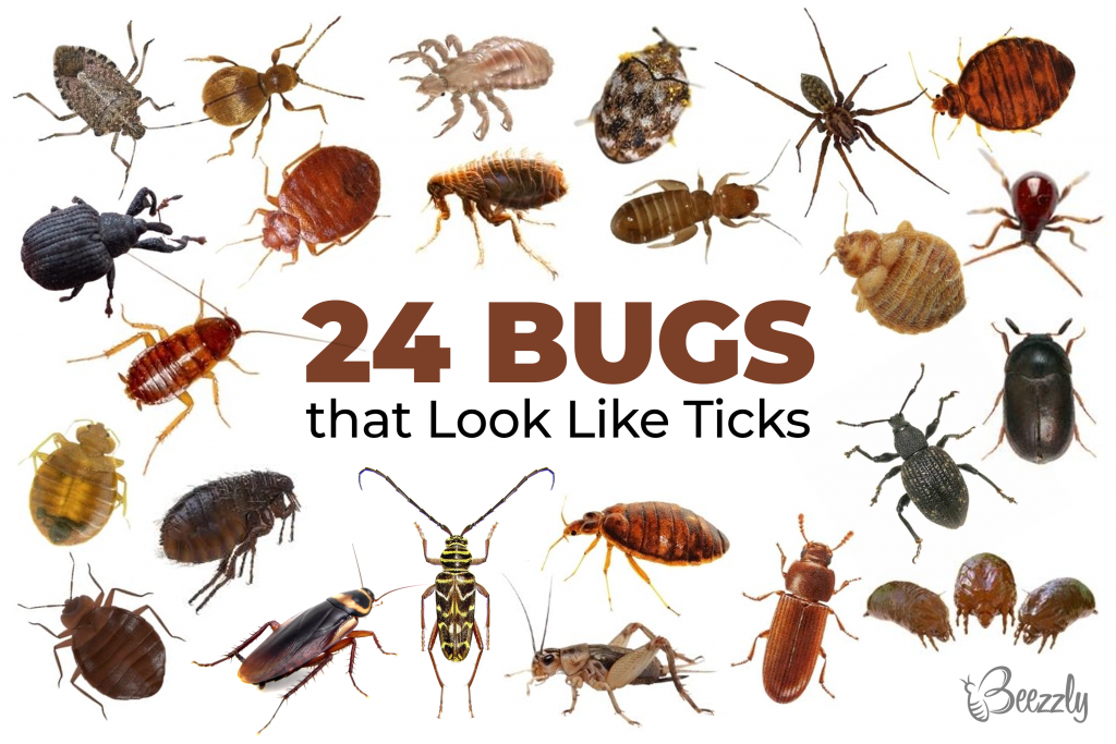 24 Bugs That Look Like Ticks Identification Guide Updated 2023 