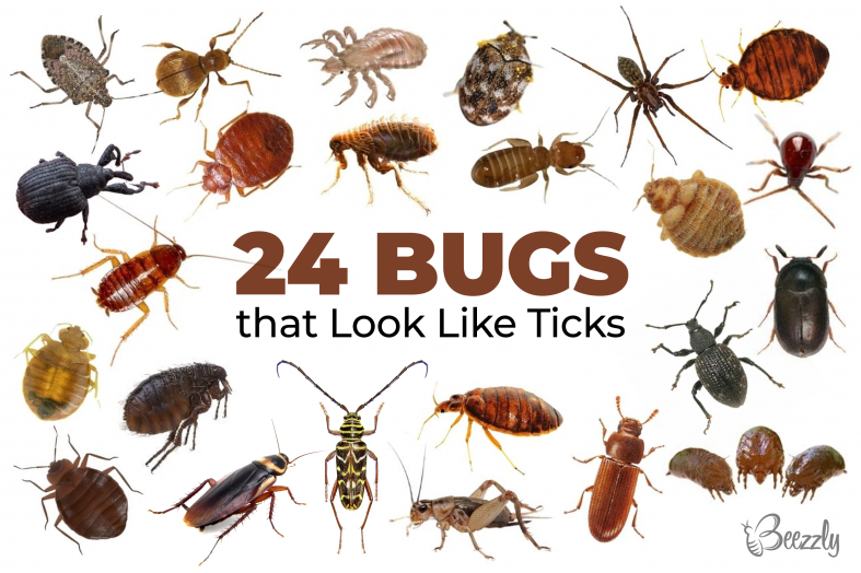 24 Bugs That Look Like Ticks | Identification Guide (Updated 2023)