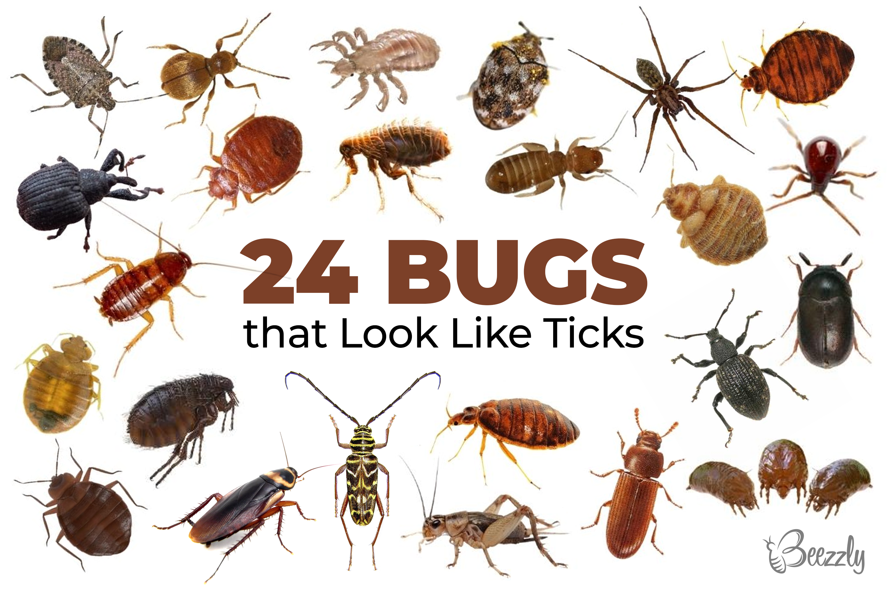 Bugs That Look Like Ticks