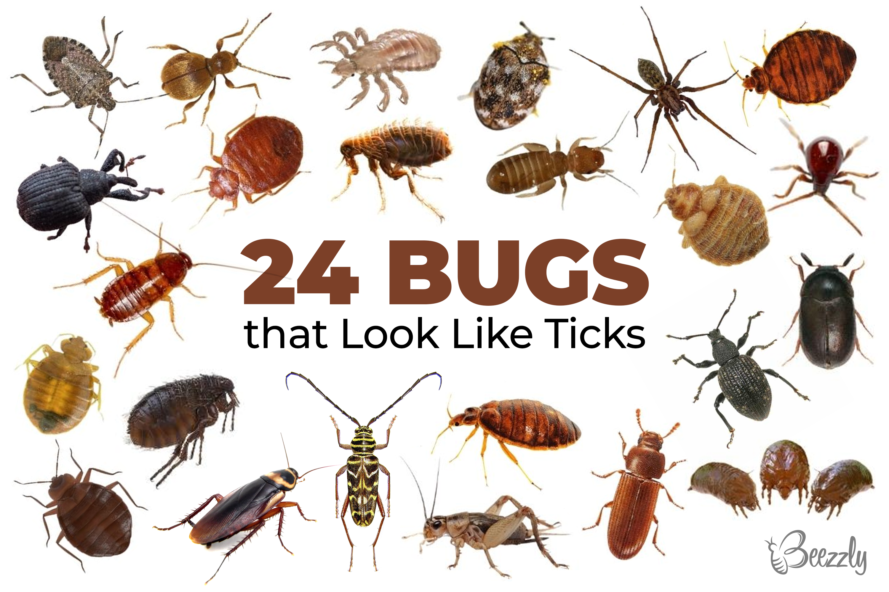 bed bug look alikes