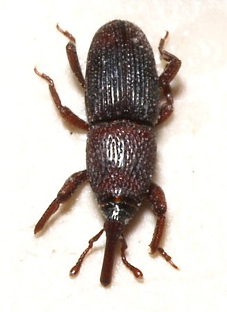 Grain weevil