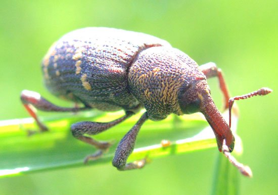 Pine weevil