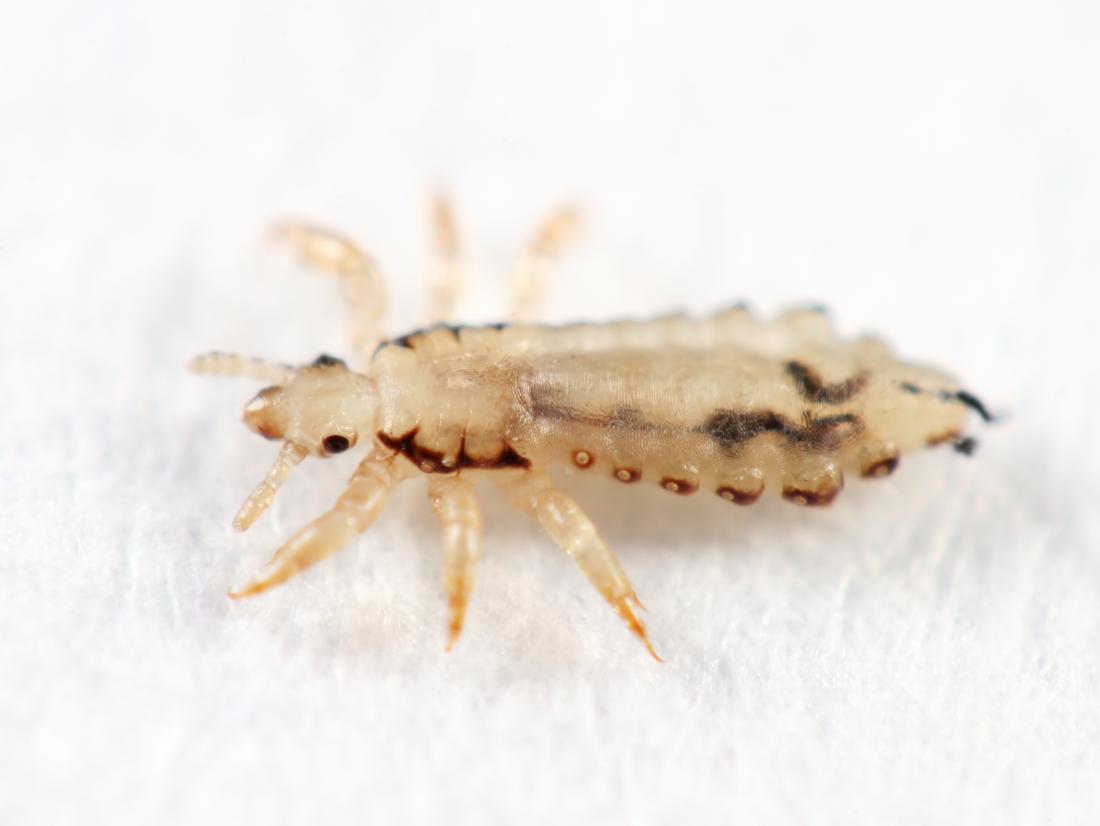 adult louse