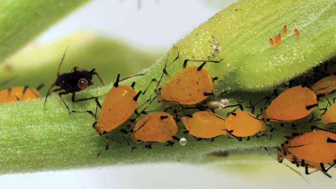 aphids