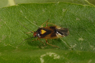 Ashplant bug
