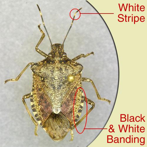 brown marmorated stink bug