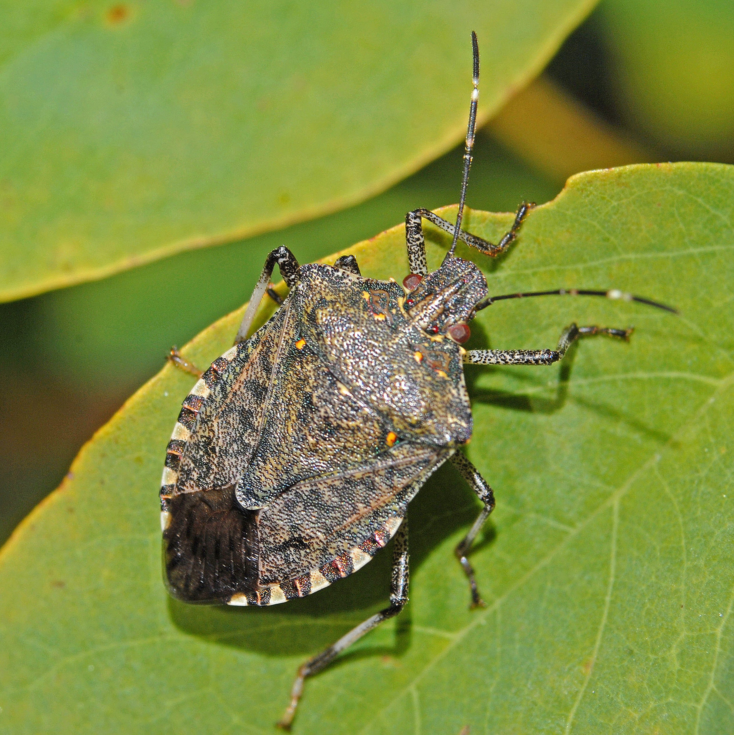 Brown marmorated stink bug