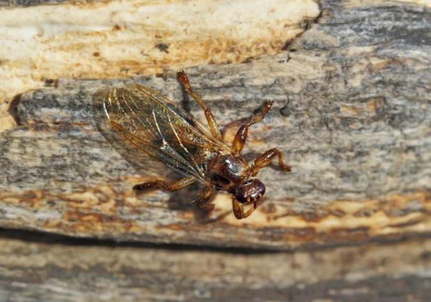 Spiders That Look Like Ticks