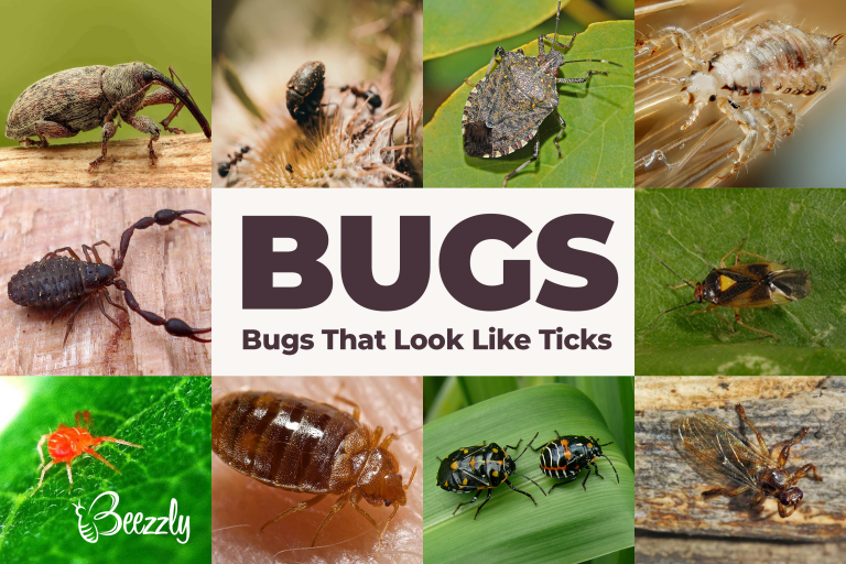 18 Bugs That Look Like Ticks | Tick vs Spider (New Photos 2021) - Beezzly