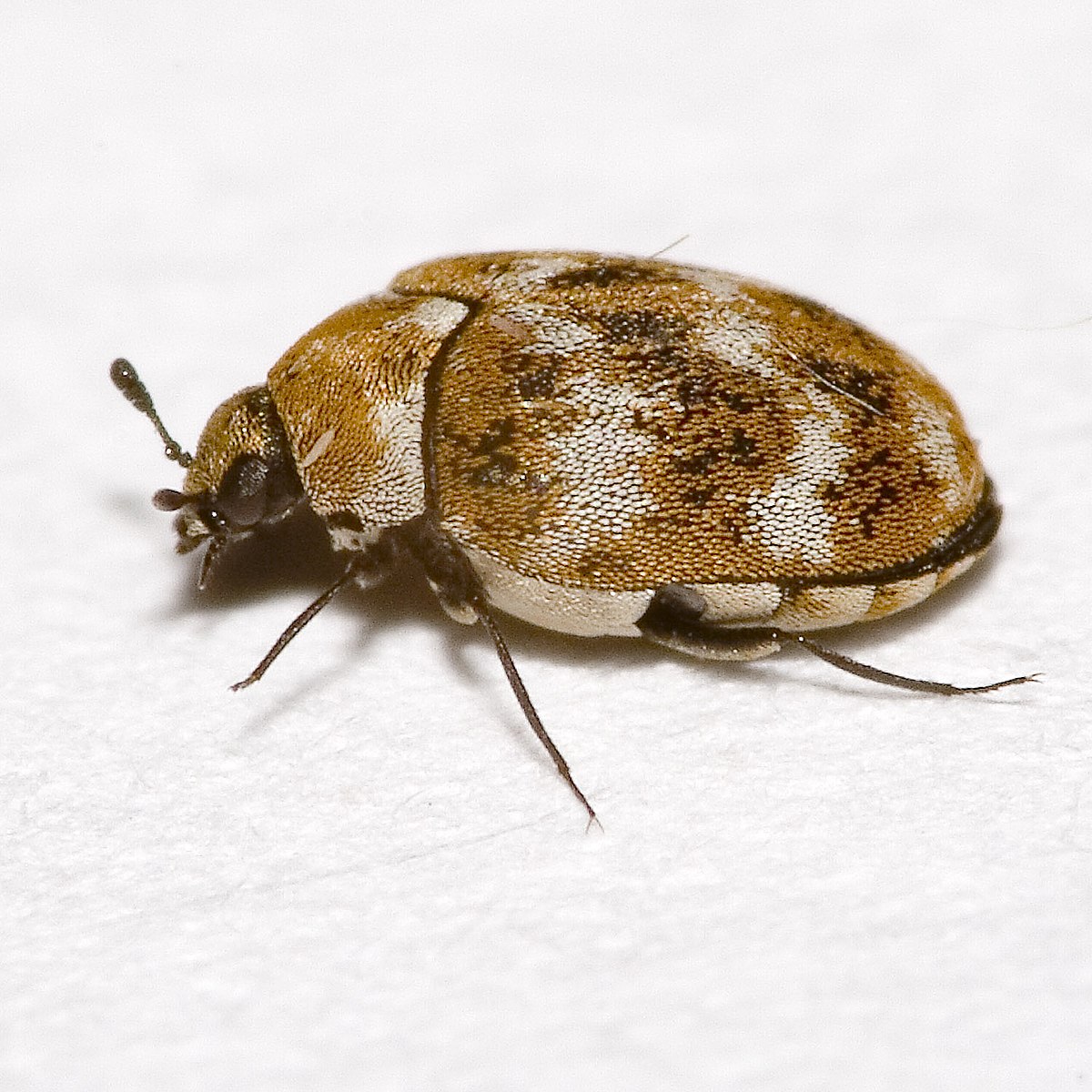 carpet beetle