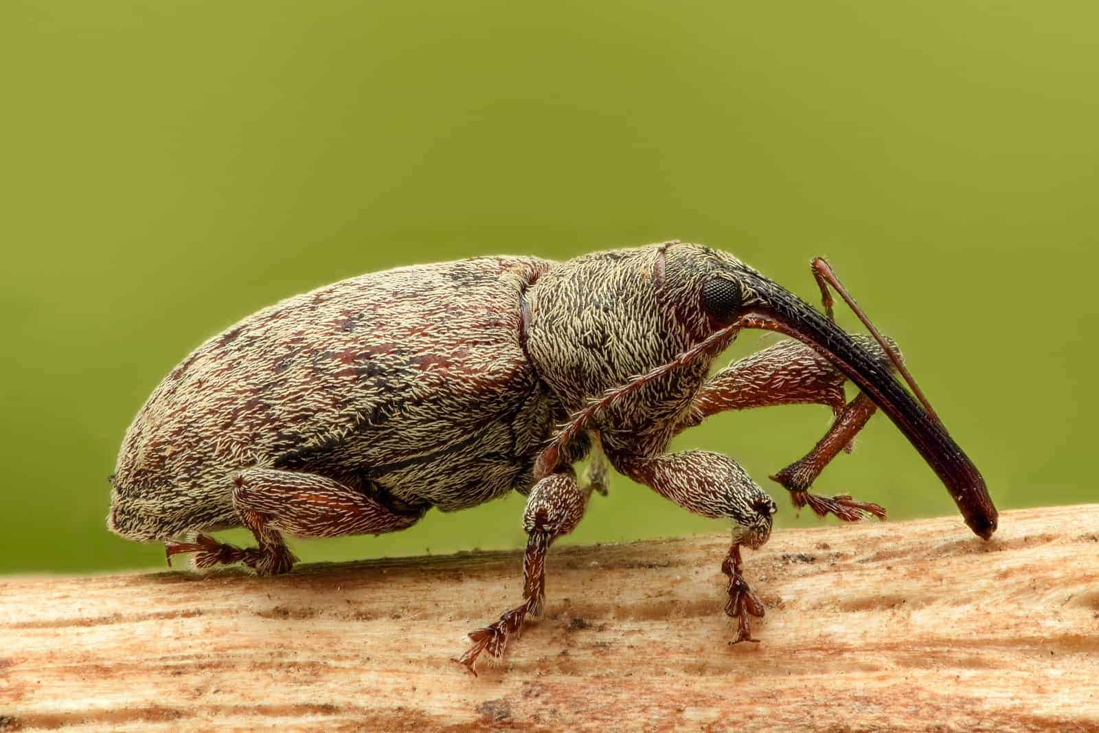 Common weevil bug