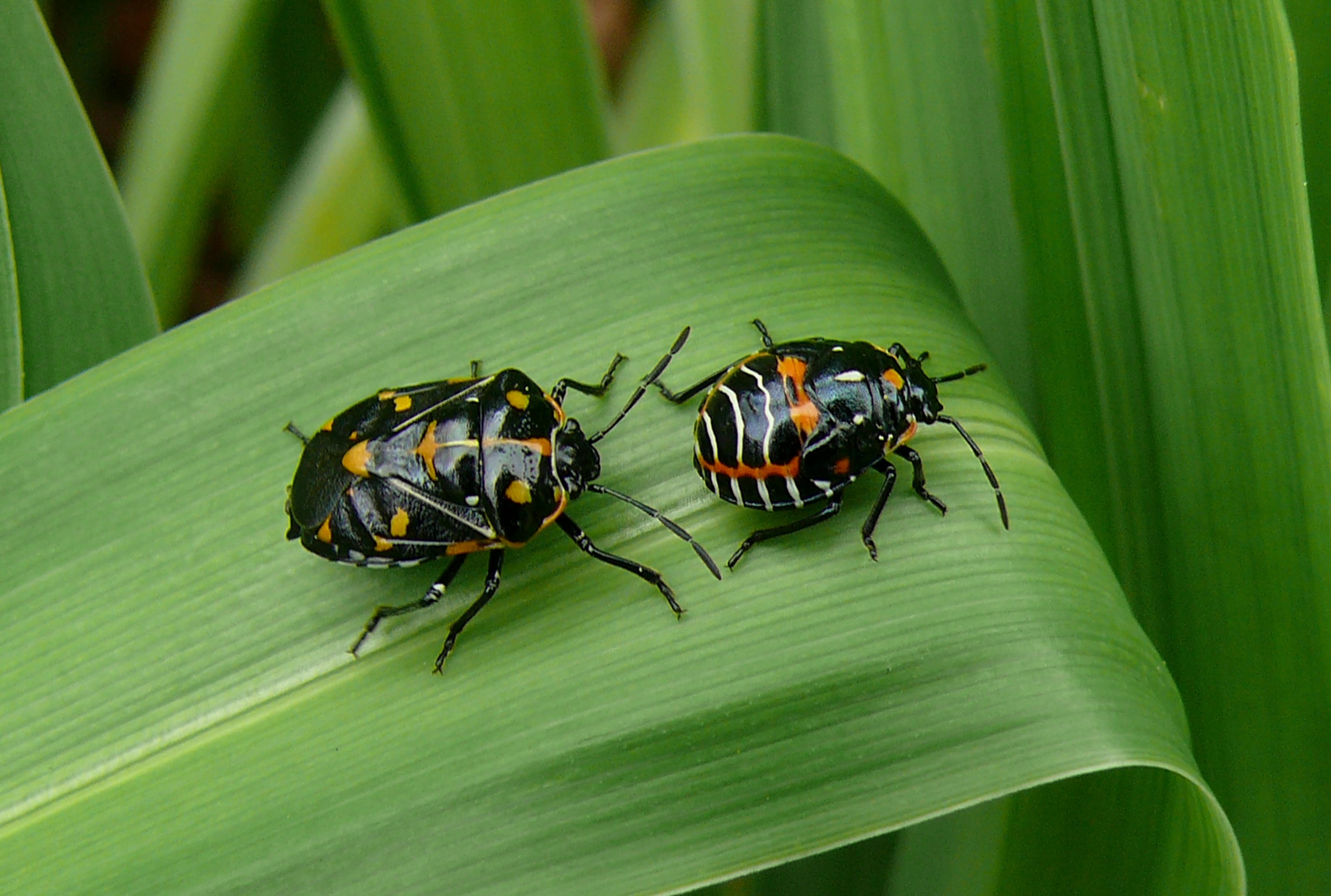 Harlequin cabbage bug