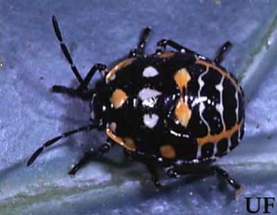 harlequin-bug-nymph