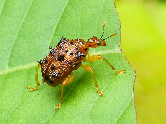 leaf rolling weevil like tick