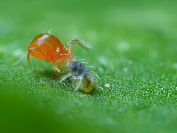 spider mite and tick