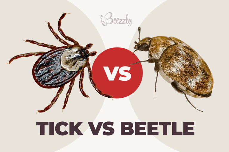 Bugs That Look Like Ticks Identification Guide Updated