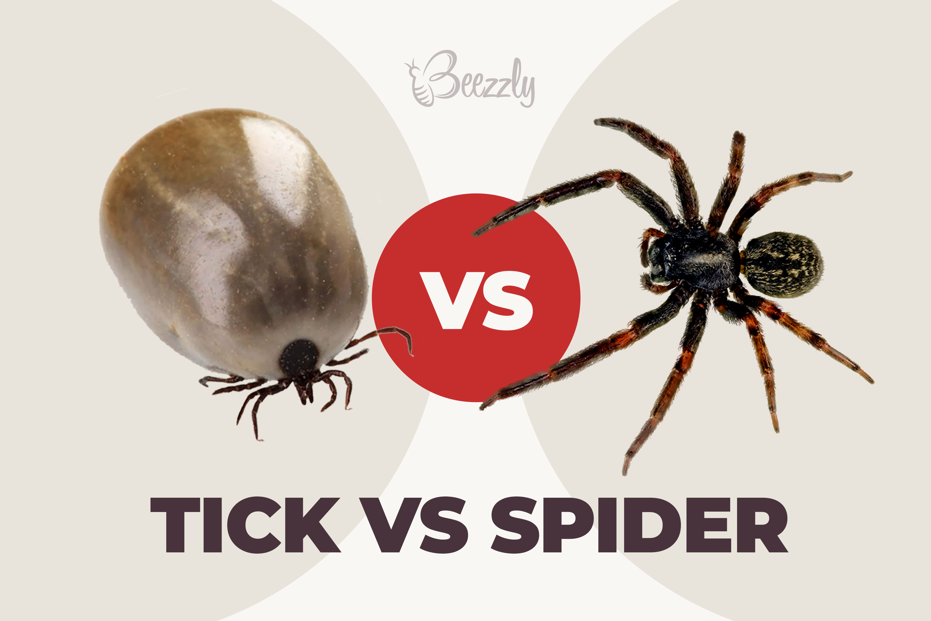 tick vs spider