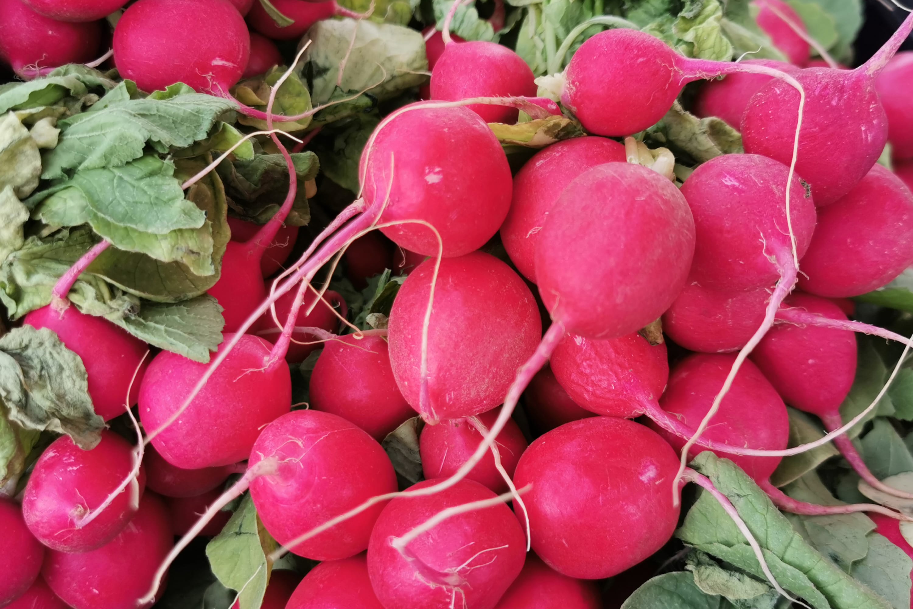 How to defrost radishes