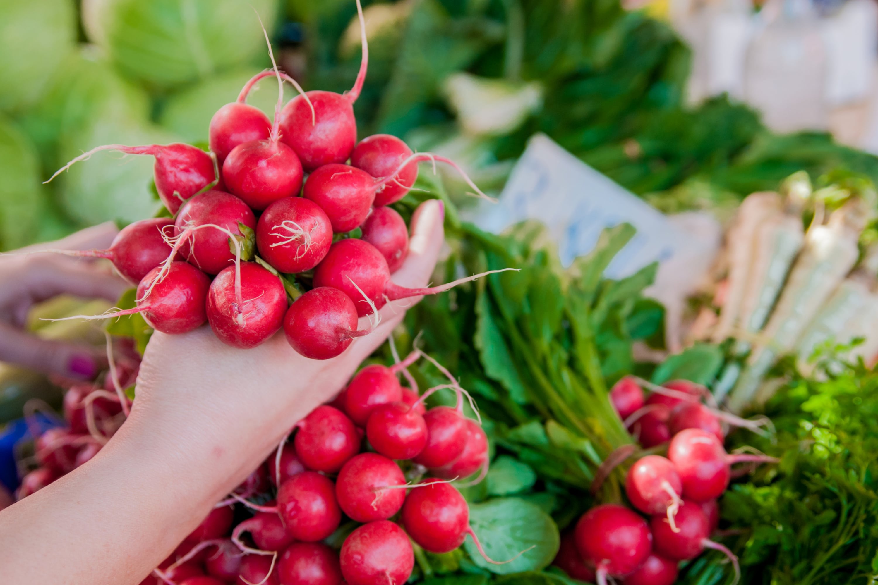 How to store radishes in a cellar