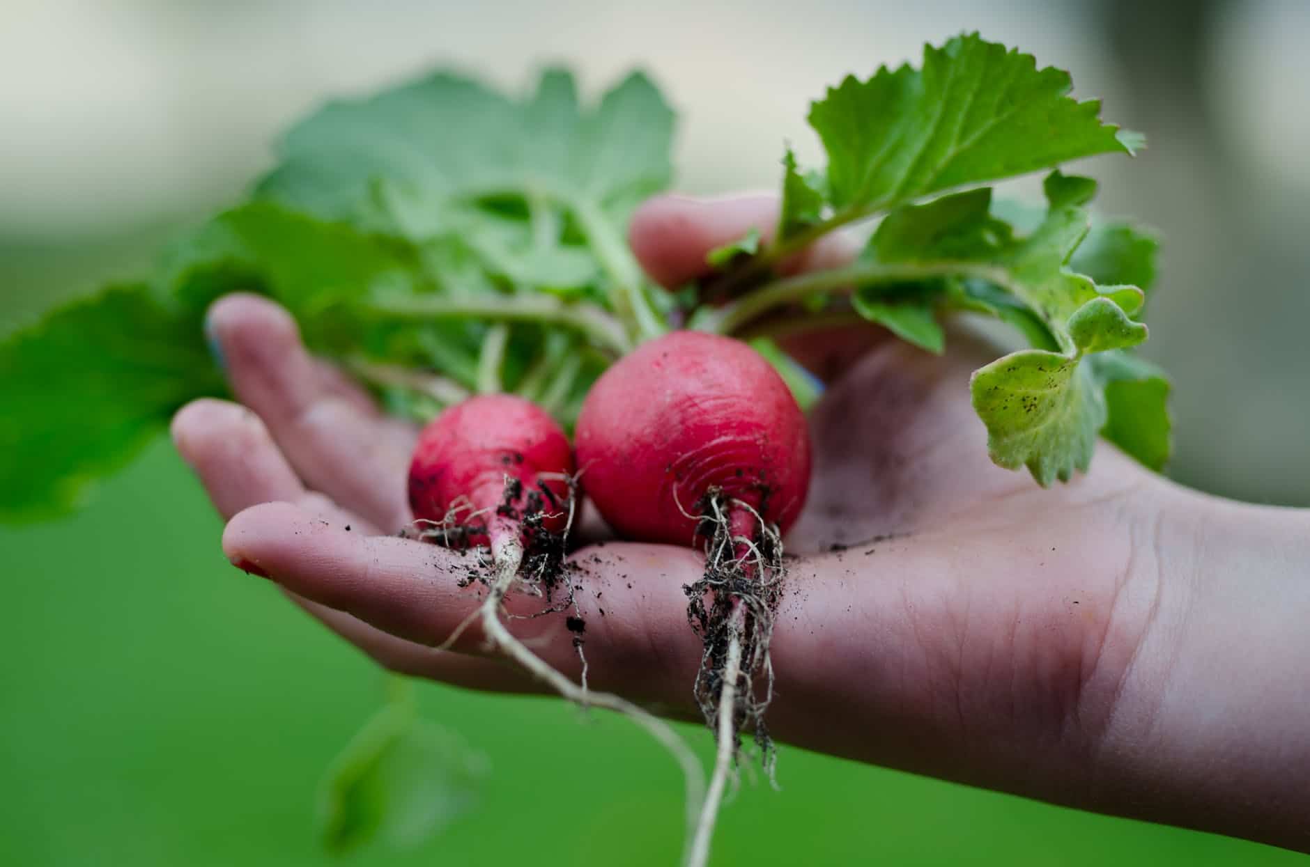 can you freeze radishes